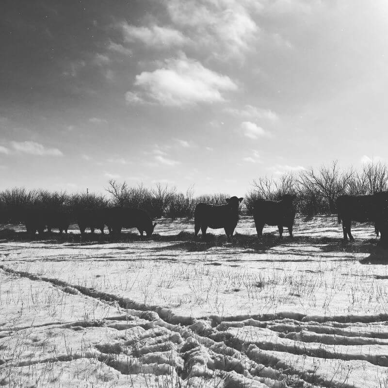 Black and white image of Montana cows standing in the snow